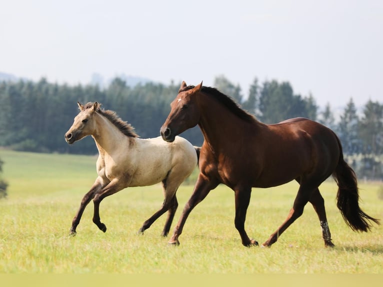 American Quarter Horse Giumenta 16 Anni 148 cm Sauro scuro in K&#xF6;ln