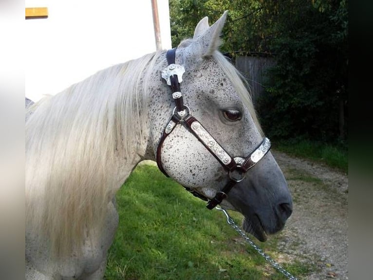 American Quarter Horse Giumenta 16 Anni 150 cm Baio nero in Mellingen