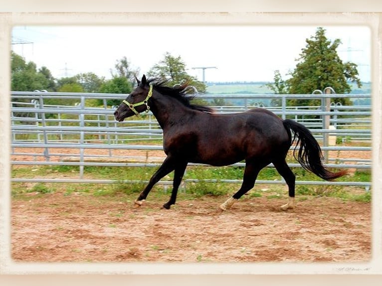 American Quarter Horse Giumenta 16 Anni 150 cm Baio nero in Mellingen