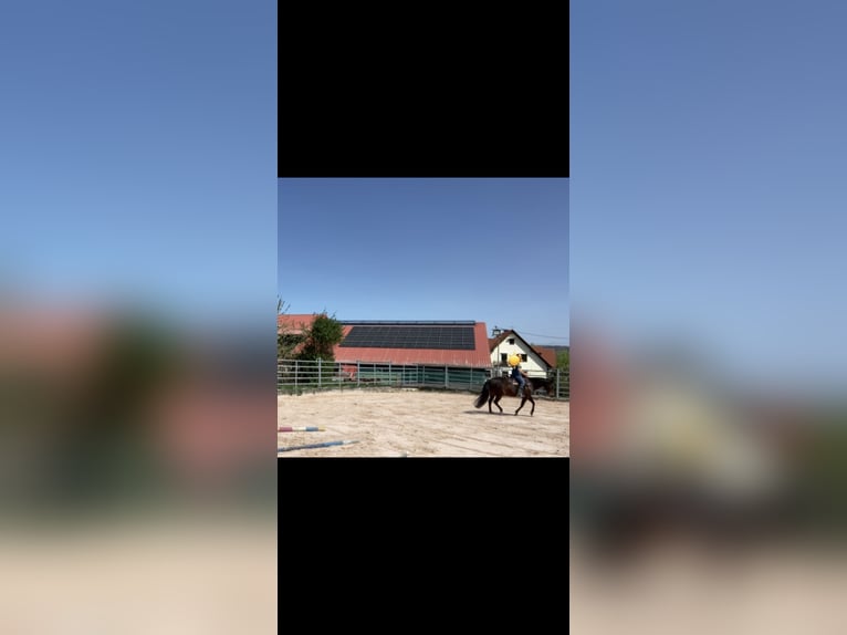 American Quarter Horse Giumenta 16 Anni 150 cm Baio scuro in Schwäbisch Hall