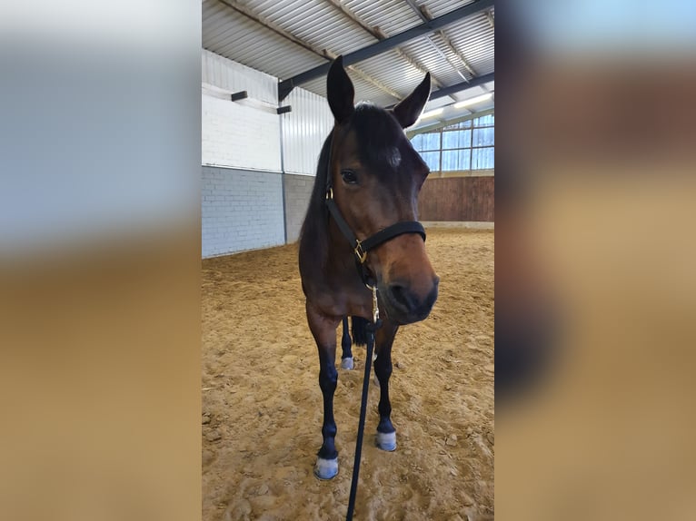 American Quarter Horse Giumenta 16 Anni 151 cm Baio in Wermelskirchen