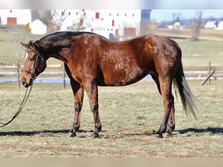 American Quarter Horse Giumenta 16 Anni 152 cm Baio ciliegia in Gap