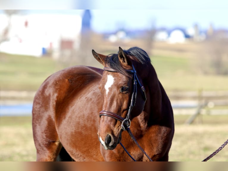 American Quarter Horse Giumenta 16 Anni 152 cm Baio ciliegia in Gap