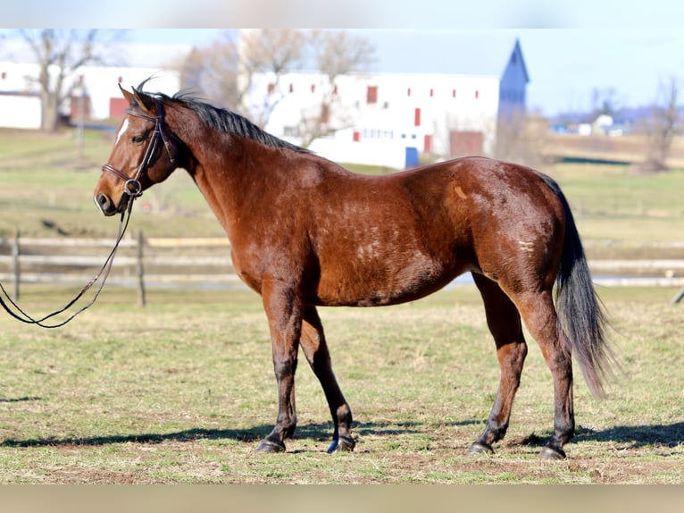 American Quarter Horse Giumenta 16 Anni 152 cm Baio ciliegia in Gap