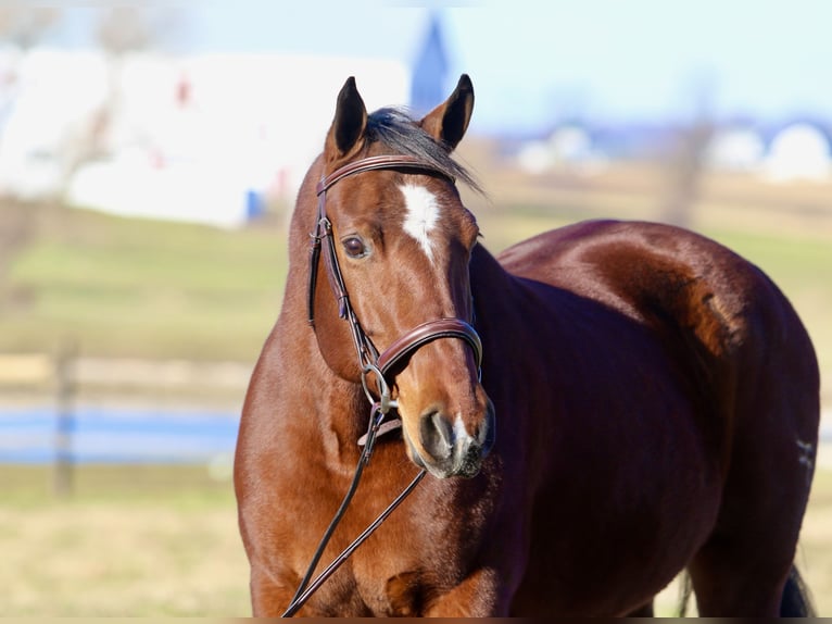 American Quarter Horse Giumenta 16 Anni 152 cm Baio ciliegia in Gap