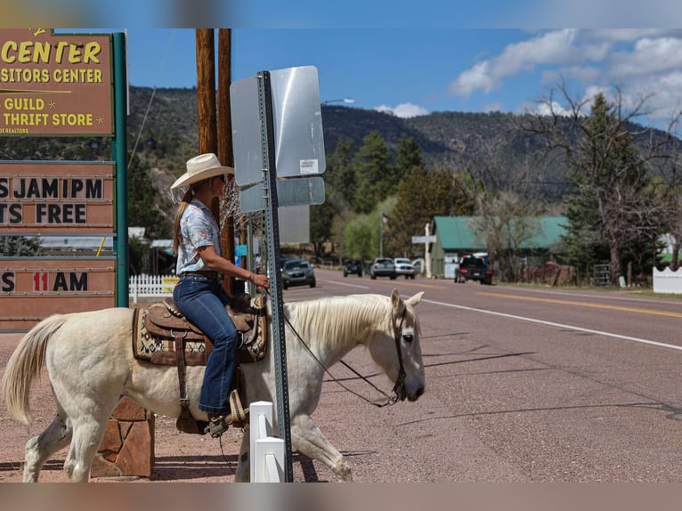 American Quarter Horse Giumenta 16 Anni 152 cm Grigio in Cottonwood AZ