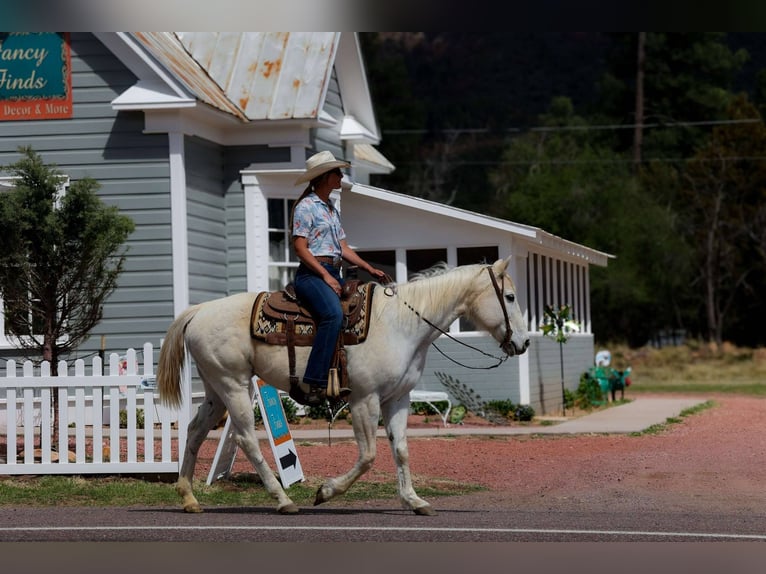 American Quarter Horse Giumenta 16 Anni 152 cm Grigio in Cottonwood AZ