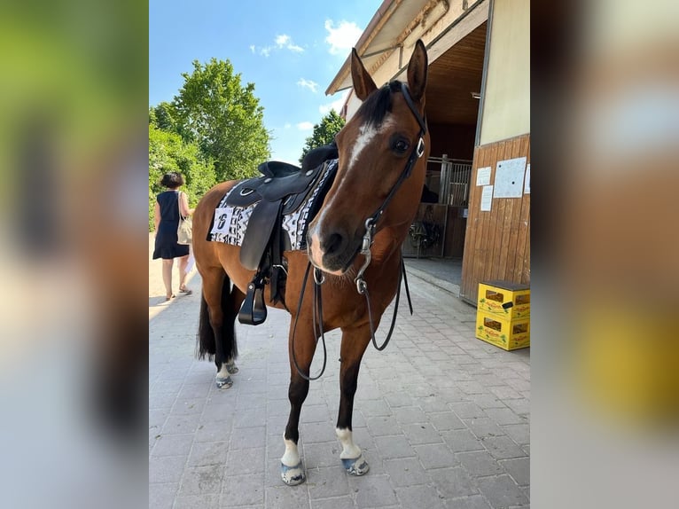 American Quarter Horse Giumenta 16 Anni 152 cm in Schwabhausen