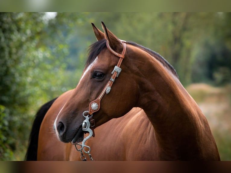 American Quarter Horse Giumenta 16 Anni 152 cm in Schwabhausen