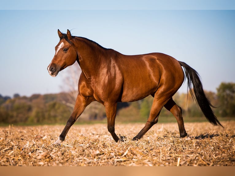 American Quarter Horse Giumenta 16 Anni 152 cm in Schwabhausen