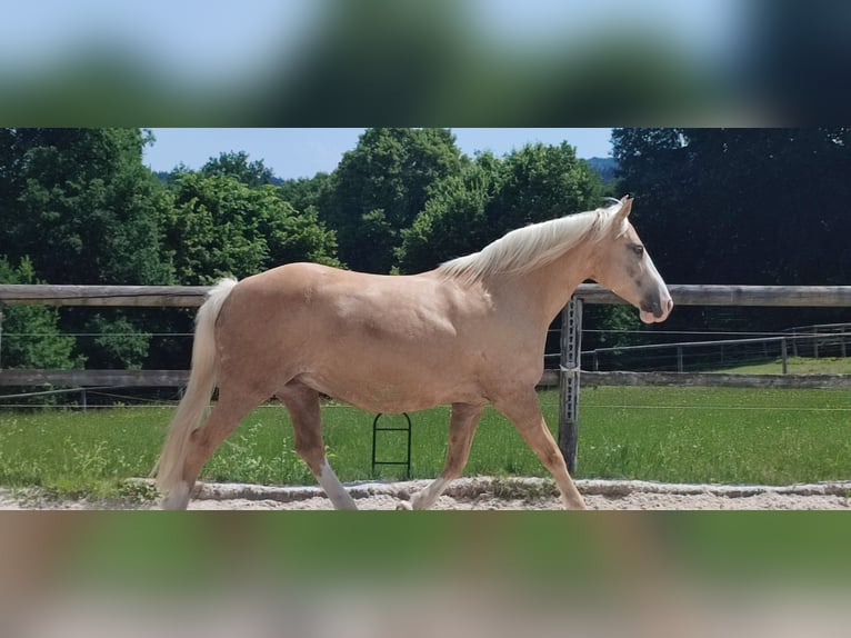 American Quarter Horse Mix Giumenta 16 Anni 152 cm Palomino in Miesbach