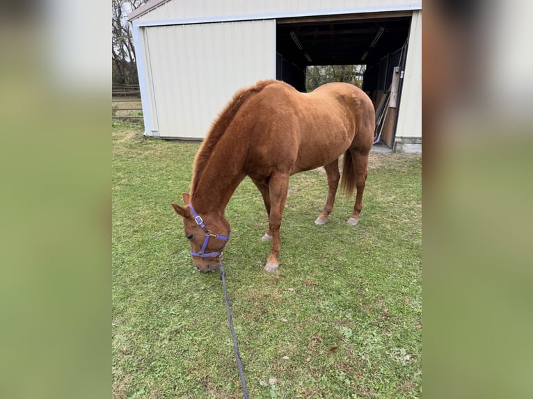 American Quarter Horse Giumenta 16 Anni 152 cm Sauro scuro in Farmingdale, NJ