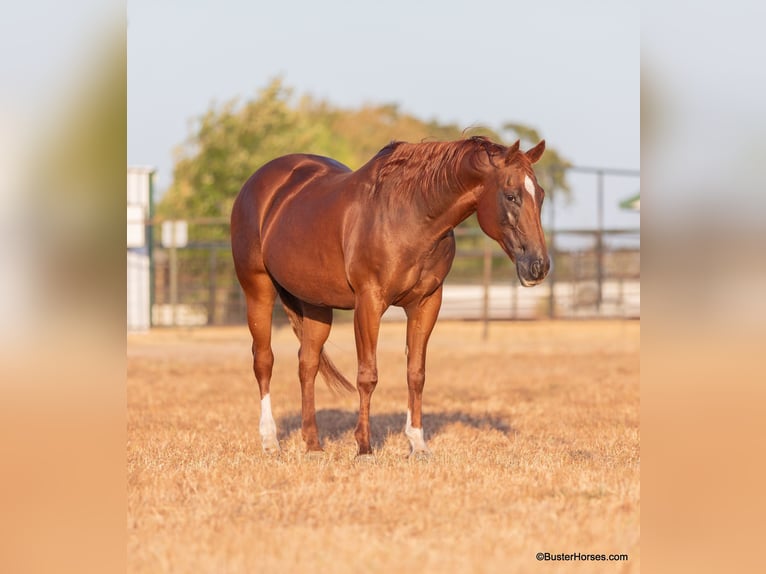 American Quarter Horse Giumenta 16 Anni 152 cm Sauro scuro in WEATHERFORD, TX