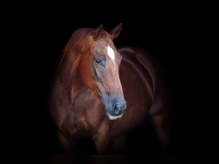 American Quarter Horse Giumenta 16 Anni 152 cm Sauro scuro in WEATHERFORD, TX