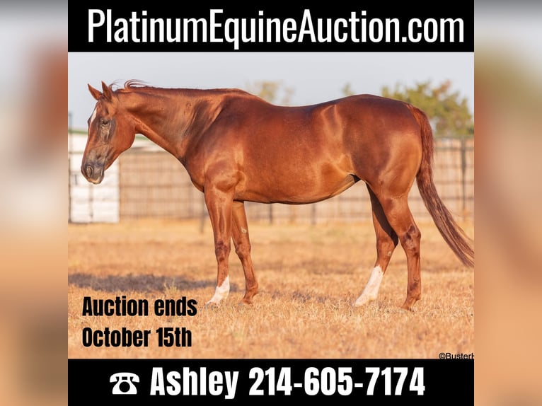 American Quarter Horse Giumenta 16 Anni 152 cm Sauro scuro in WEATHERFORD, TX