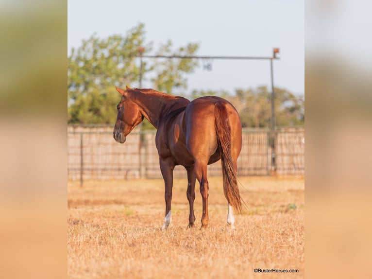 American Quarter Horse Giumenta 16 Anni 152 cm Sauro scuro in WEATHERFORD, TX