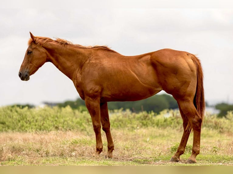 American Quarter Horse Giumenta 16 Anni 155 cm Sauro ciliegia in Weatherford TX