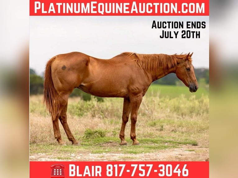 American Quarter Horse Giumenta 16 Anni 155 cm Sauro ciliegia in Weatherford TX