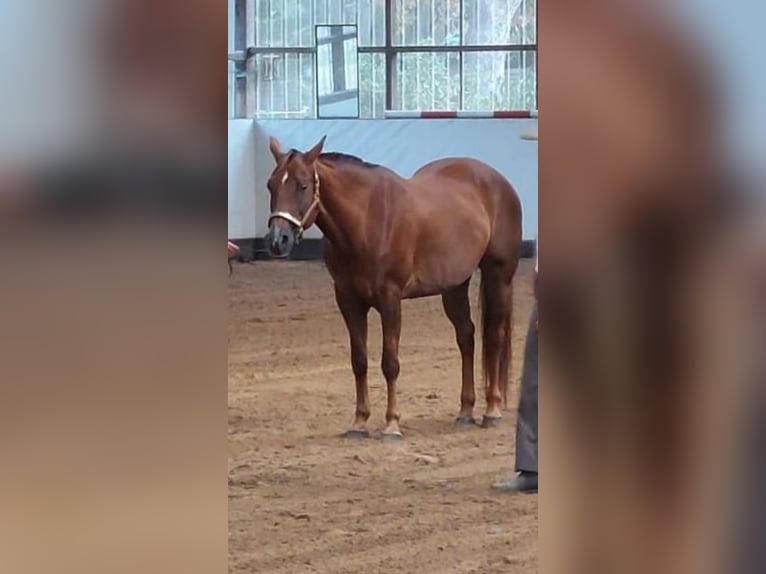 American Quarter Horse Giumenta 16 Anni 155 cm Sauro scuro in Schulzendorf