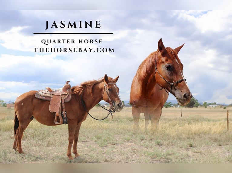 American Quarter Horse Giumenta 16 Anni 160 cm Sauro ciliegia in Penrose, CO