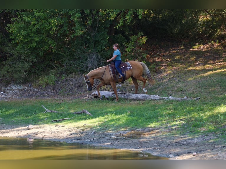American Quarter Horse Giumenta 16 Anni Palomino in Terrell