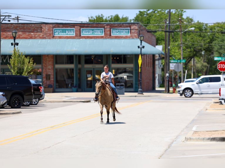 American Quarter Horse Giumenta 16 Anni Pelle di daino in Terrell