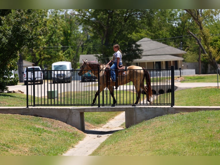 American Quarter Horse Giumenta 16 Anni Pelle di daino in Terrell