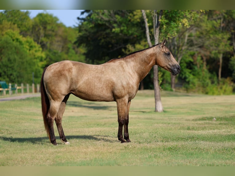 American Quarter Horse Giumenta 16 Anni Pelle di daino in Terrell