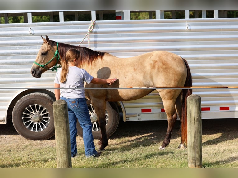 American Quarter Horse Giumenta 16 Anni Pelle di daino in Terrell