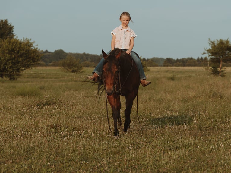 American Quarter Horse Giumenta 17 Anni 138 cm  in Whitehouse