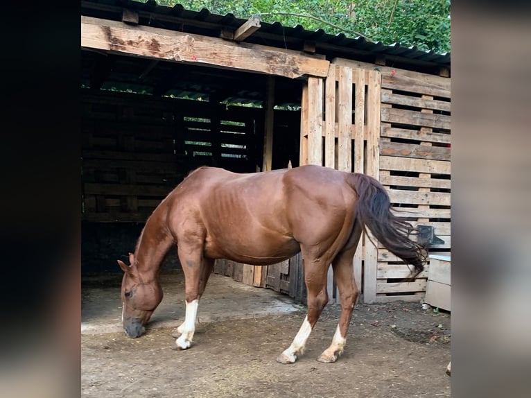 American Quarter Horse Giumenta 17 Anni 140 cm Sauro in Saarbrücken