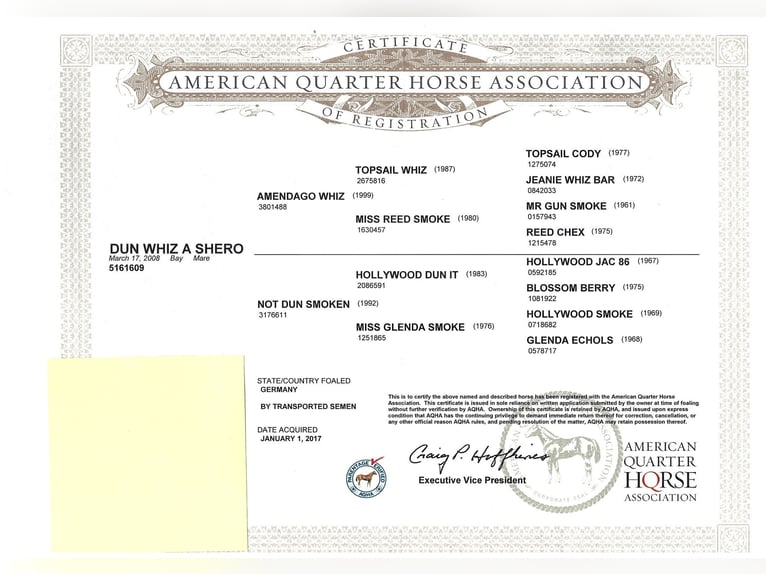 American Quarter Horse Giumenta 17 Anni 145 cm Baio in Wusterhausen (Dosse) American Quarter Horse Giumenta 17 Anni 145 cm Baio in Wusterhausen (Dosse)