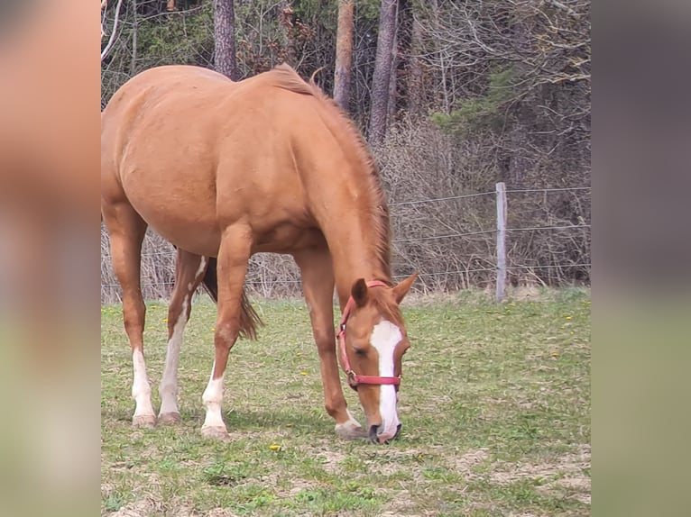 American Quarter Horse Giumenta 17 Anni 146 cm Sauro in Bitz