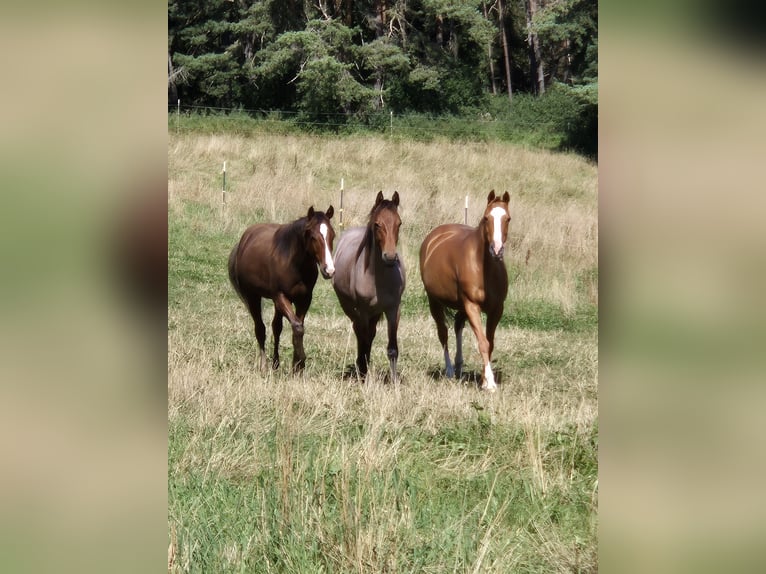 American Quarter Horse Giumenta 17 Anni 146 cm Sauro in Bitz