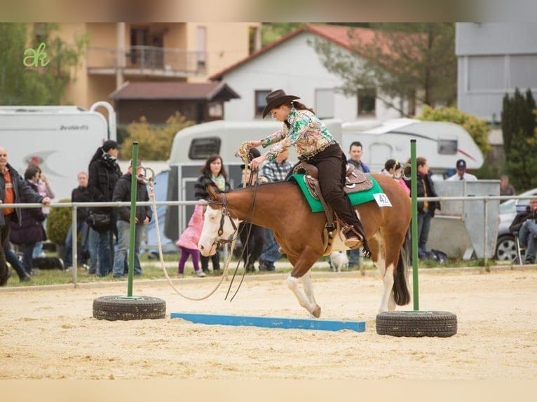 American Quarter Horse Giumenta 17 Anni 148 cm Baio in Illingen