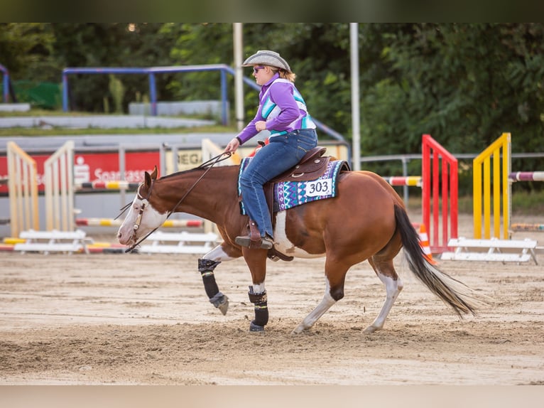American Quarter Horse Giumenta 17 Anni 148 cm Baio in Illingen