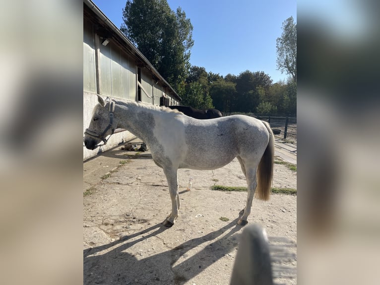 American Quarter Horse Mix Giumenta 17 Anni 148 cm Grigio in Werder