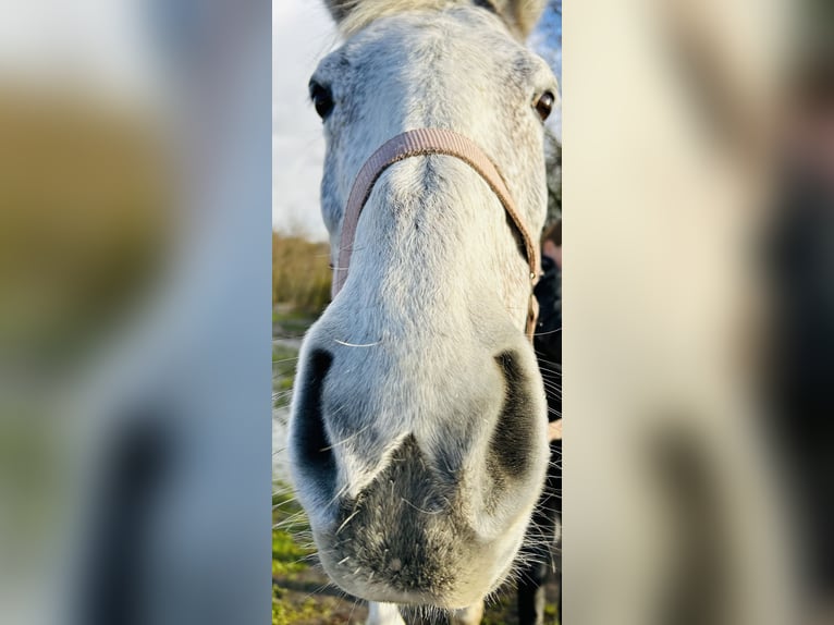 American Quarter Horse Mix Giumenta 17 Anni 148 cm Grigio in Werder