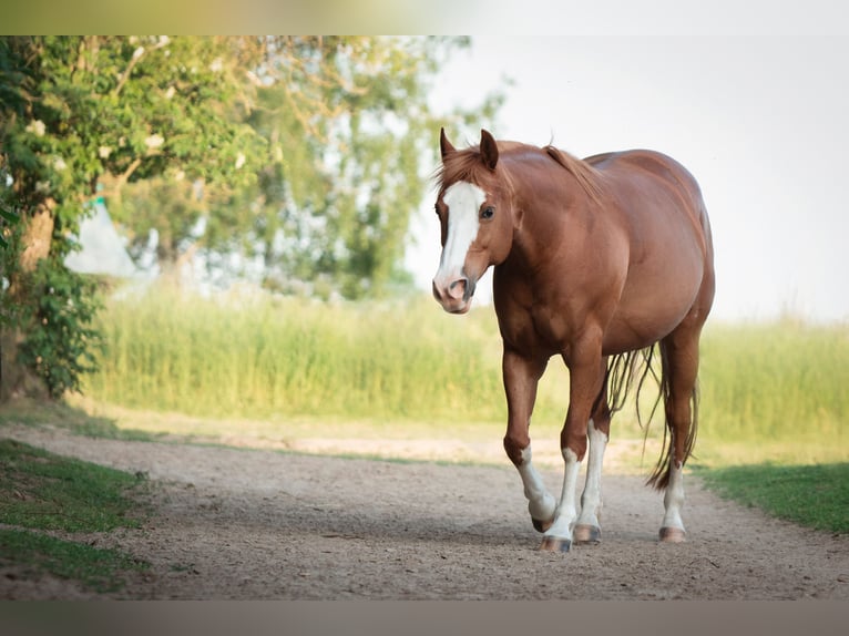 American Quarter Horse Mix Giumenta 17 Anni 148 cm Sauro in Steyerberg