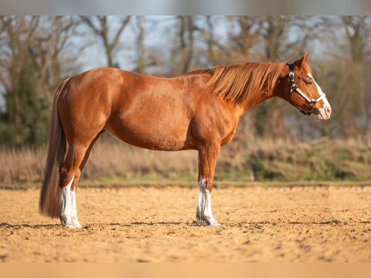 American Quarter Horse Mix Giumenta 17 Anni 148 cm Sauro in Steyerberg