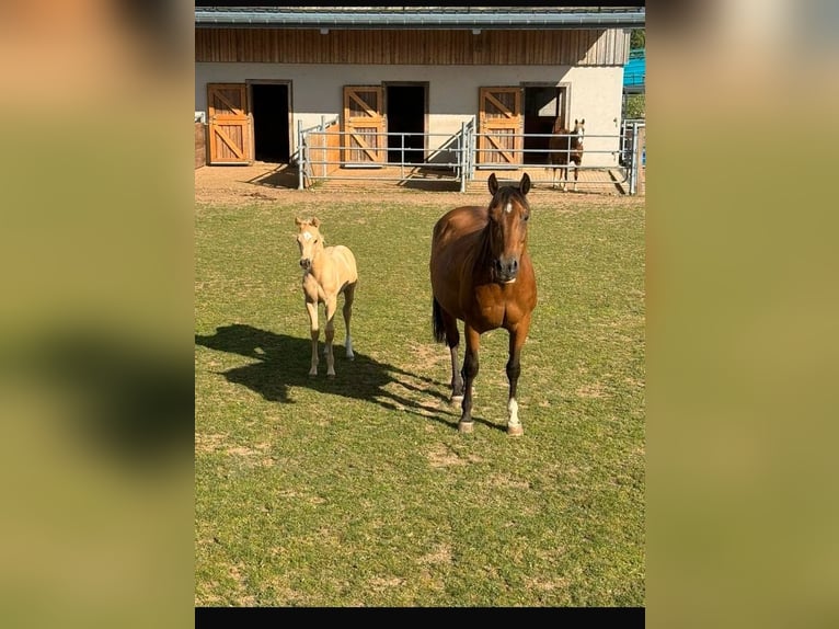 American Quarter Horse Giumenta 17 Anni 150 cm Baio in Daleiden