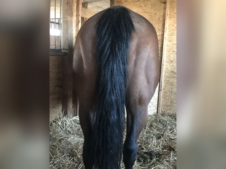American Quarter Horse Giumenta 17 Anni 150 cm Baio in Möllenhagen