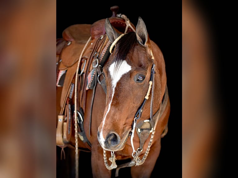 American Quarter Horse Giumenta 17 Anni 150 cm Baio ciliegia in Rebersburg