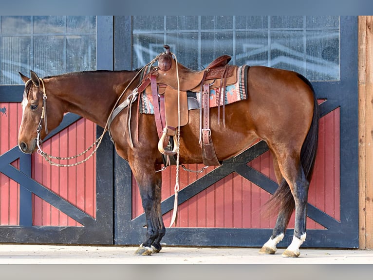 American Quarter Horse Giumenta 17 Anni 150 cm Baio ciliegia in Rebersburg