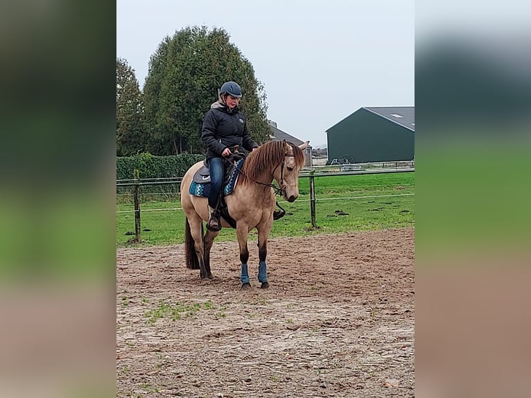 American Quarter Horse Giumenta 17 Anni 150 cm Pelle di daino in Oldebroek