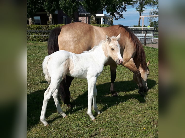 American Quarter Horse Giumenta 17 Anni 150 cm Pelle di daino in Oldebroek