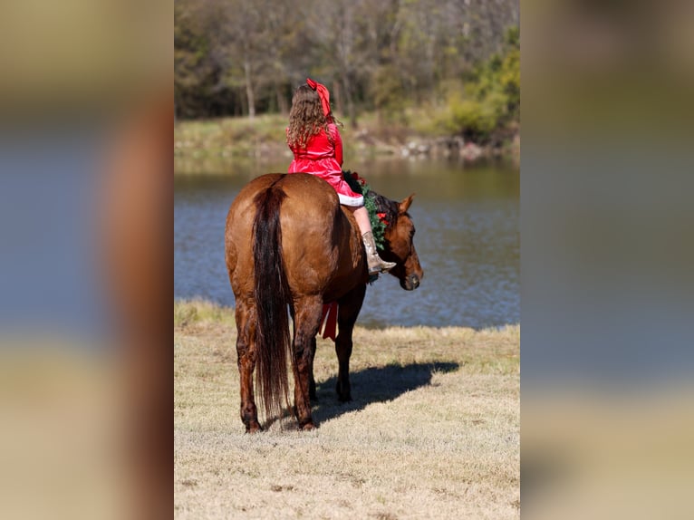 American Quarter Horse Giumenta 17 Anni 152 cm Red dun in Forney