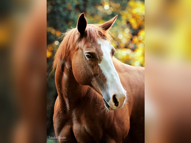 American Quarter Horse Giumenta 17 Anni 153 cm Sauro ciliegia in Jübar