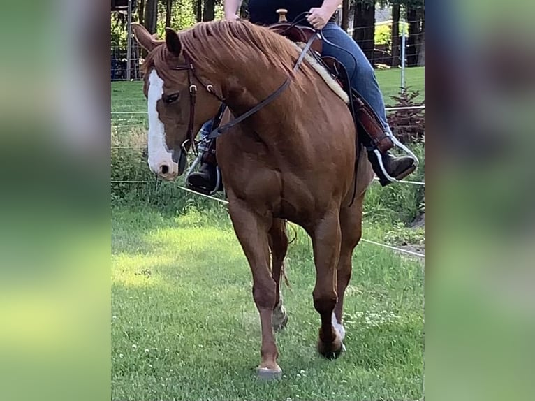 American Quarter Horse Giumenta 17 Anni 153 cm Sauro ciliegia in Jübar