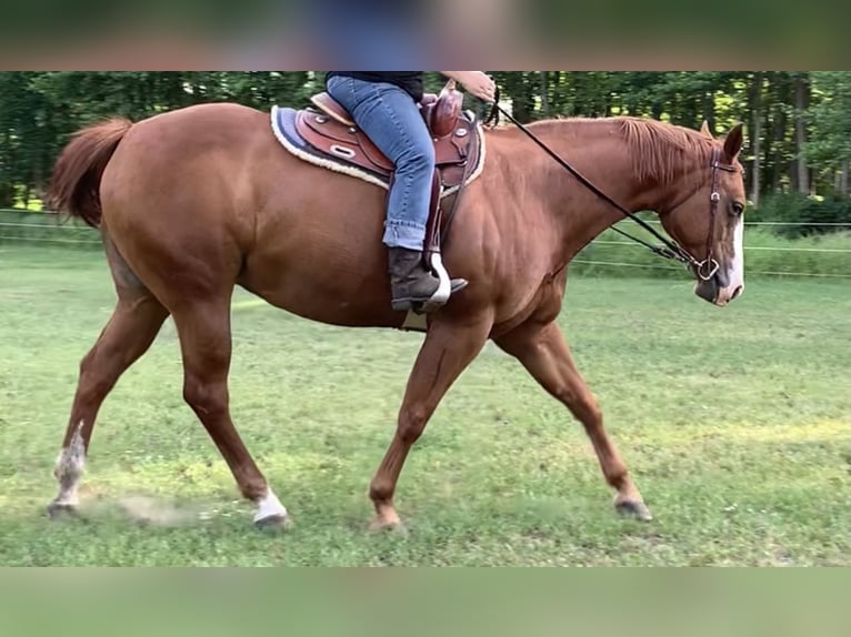 American Quarter Horse Giumenta 17 Anni 153 cm Sauro ciliegia in Jübar